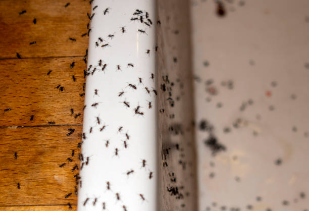  Spring Arbor, MI Pest Control Pros