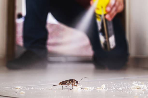 Best Rat Extermination Near Me  in Spring Arbor, MI