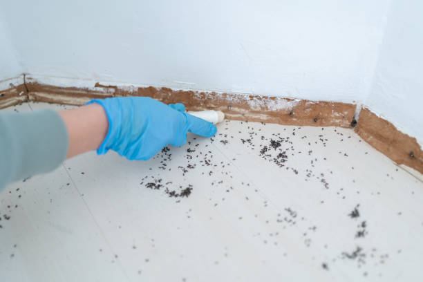 Best Residential Pest Control  in Spring Arbor, MI